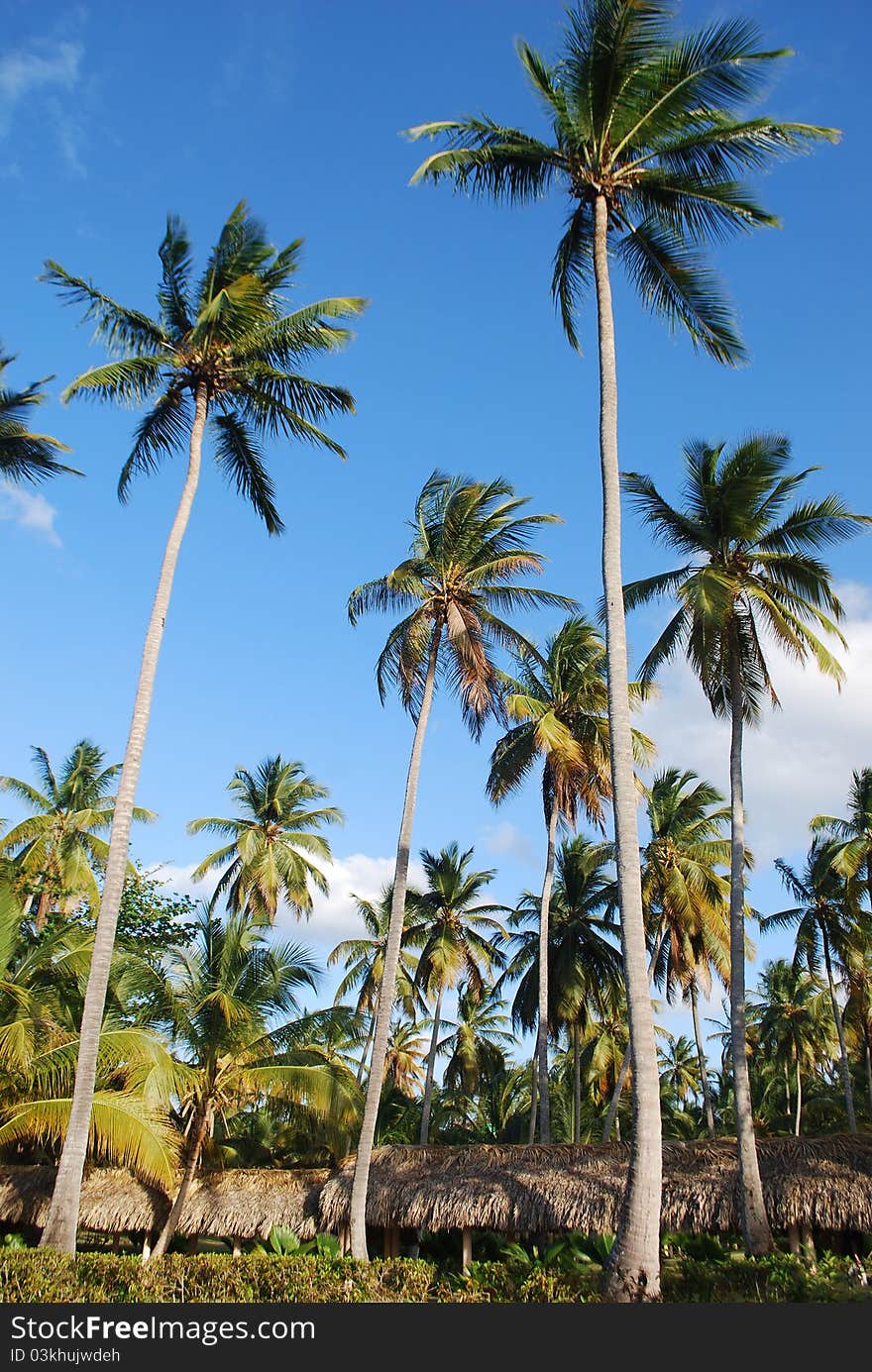 This typical Caribbean image has been made on Punta Cana in the Dominican Republic. This typical Caribbean image has been made on Punta Cana in the Dominican Republic.