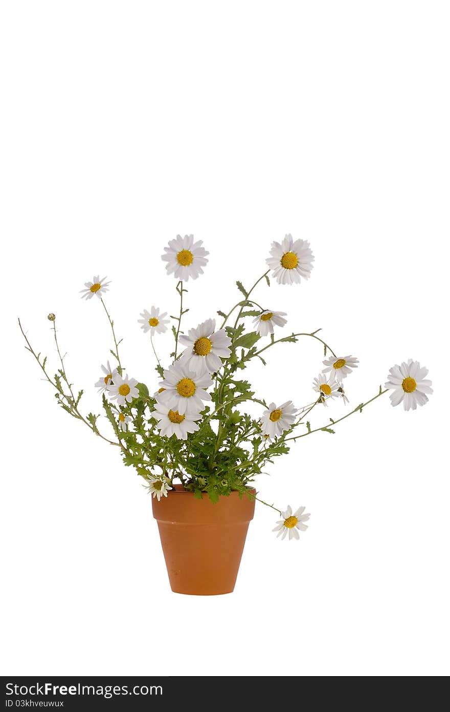 White daisies in a brown pot isolated on a white background.