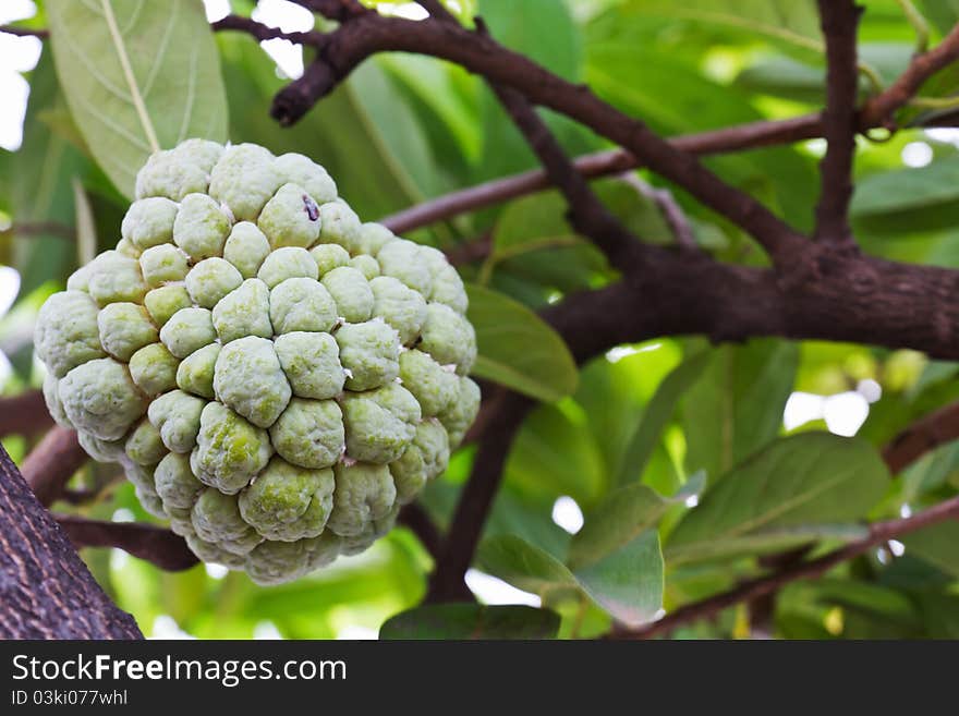 Custard Apple Growing On Tree