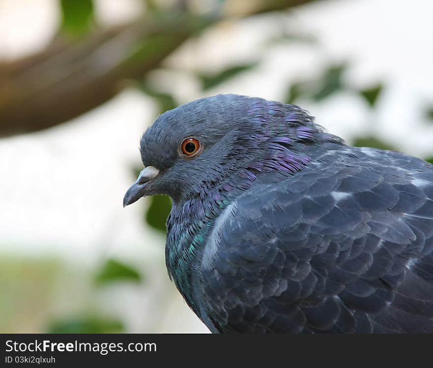 A wild (also called a feral) pigeon. A wild (also called a feral) pigeon.