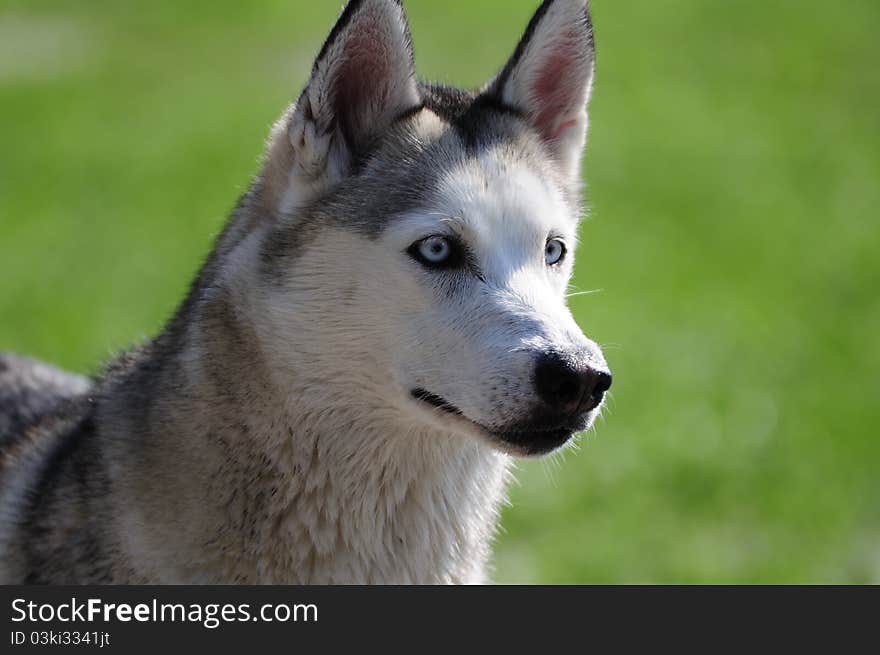 Husky with clear blue eyes.