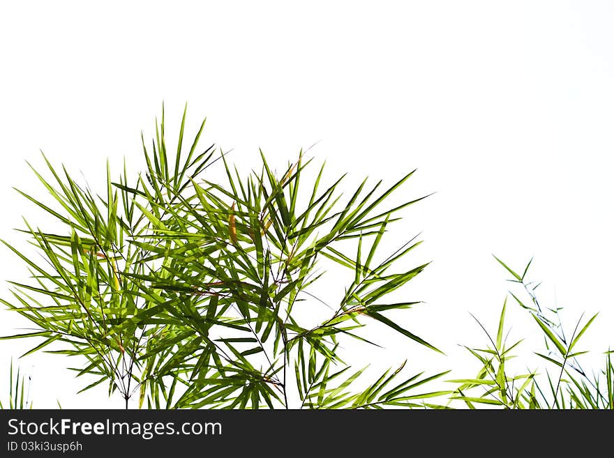 Bamboo leaves in the white background. Bamboo leaves in the white background