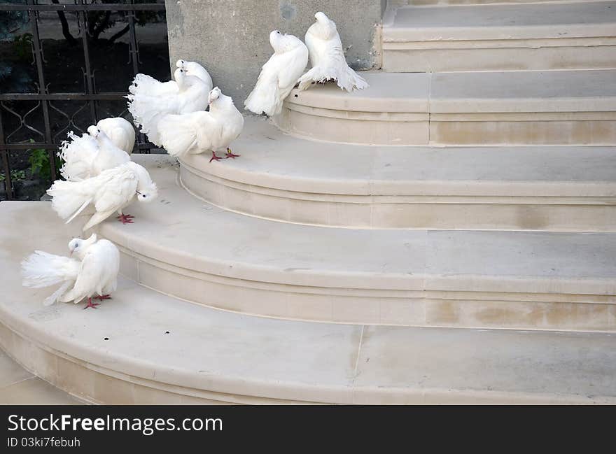 White dove staying on stairs