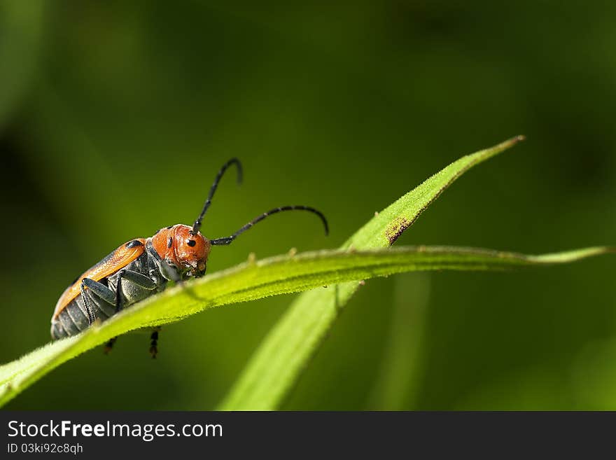 Red Milkweed Beetle on a leaf