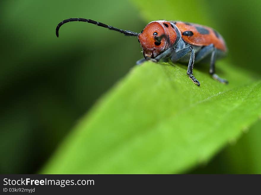 Red Milkweed Beetle on a leaf