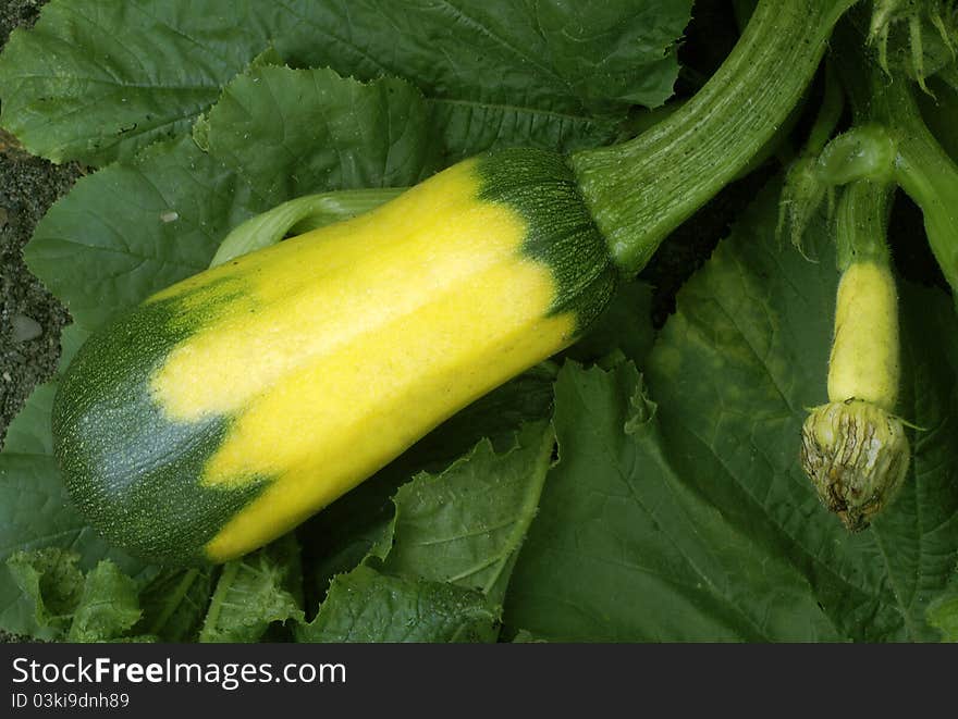 Flavovirent vegetable marrow on a garden bed.