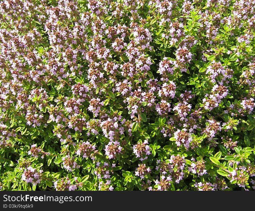 Thyme shepherd or shepherd - Thymus pastoralis