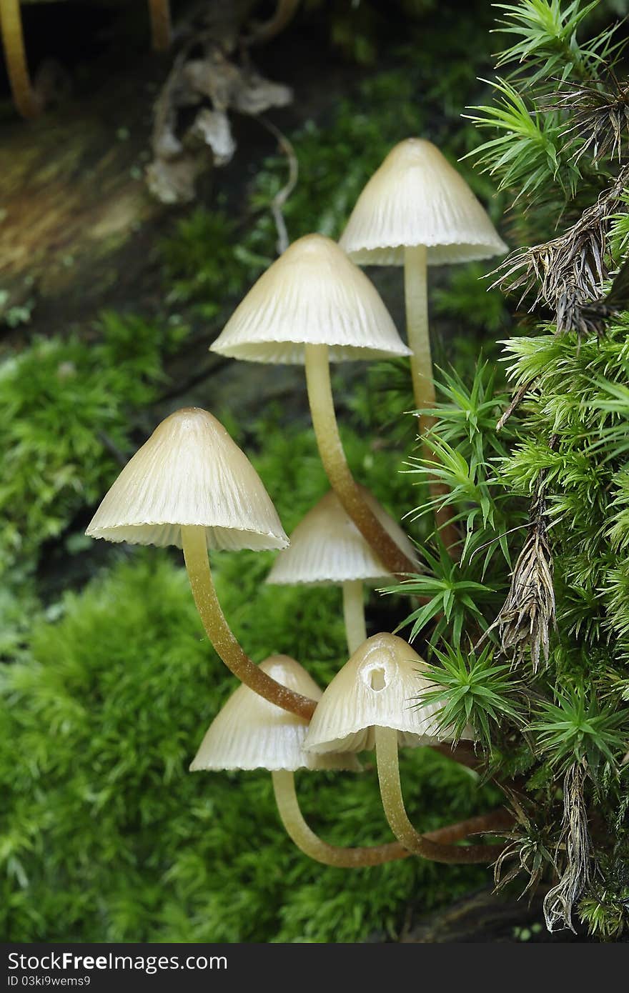 Mushrooms In Moss