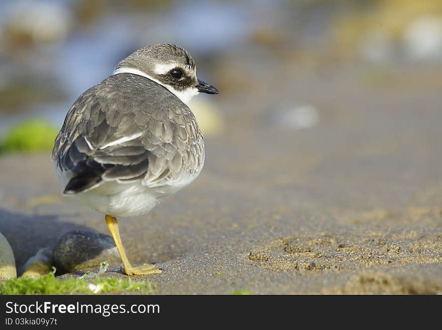 Ringed plover