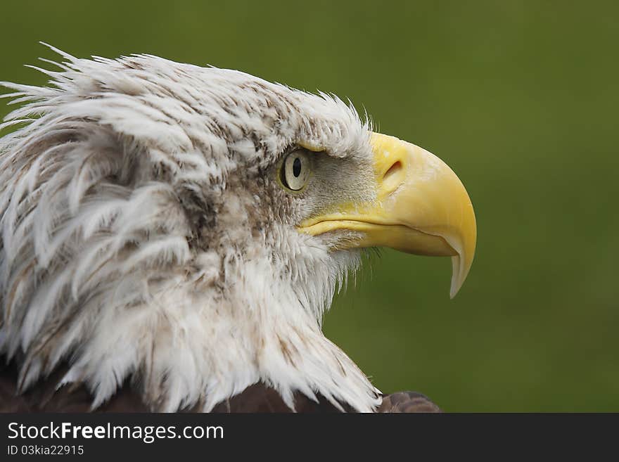 White head eagle