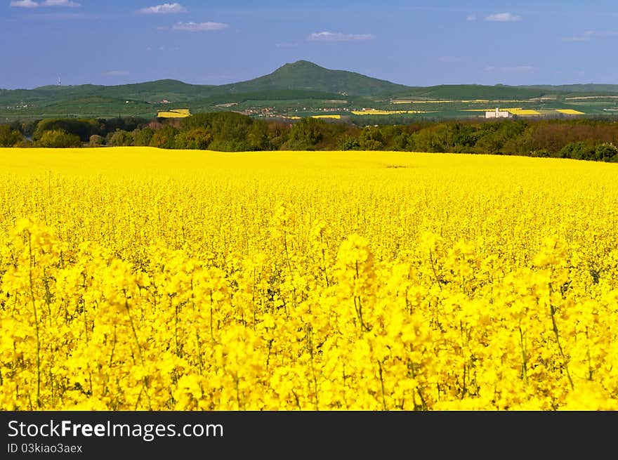 Beautiful view of oilseed rapes during the summer day.