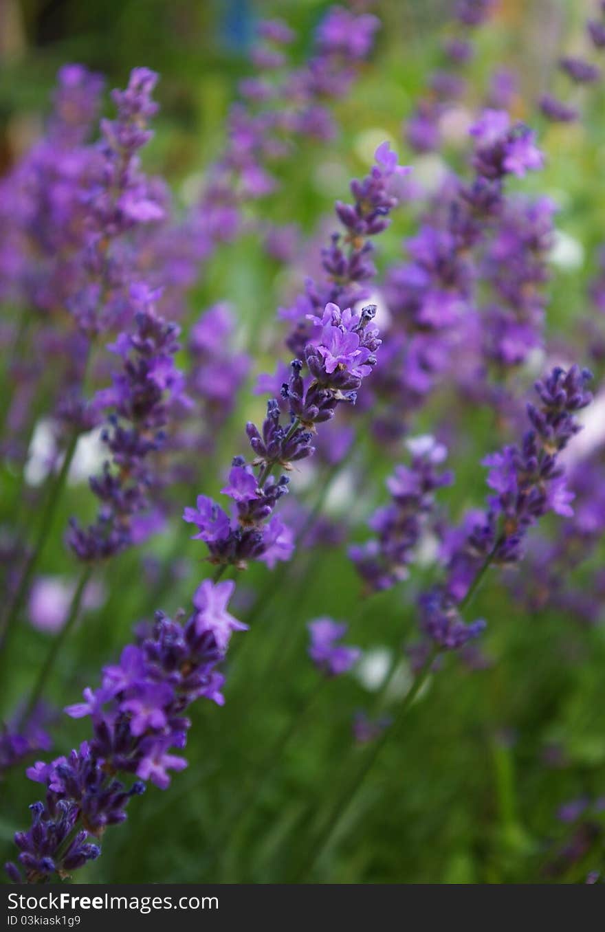 Lavender flowers with shallow depth of field