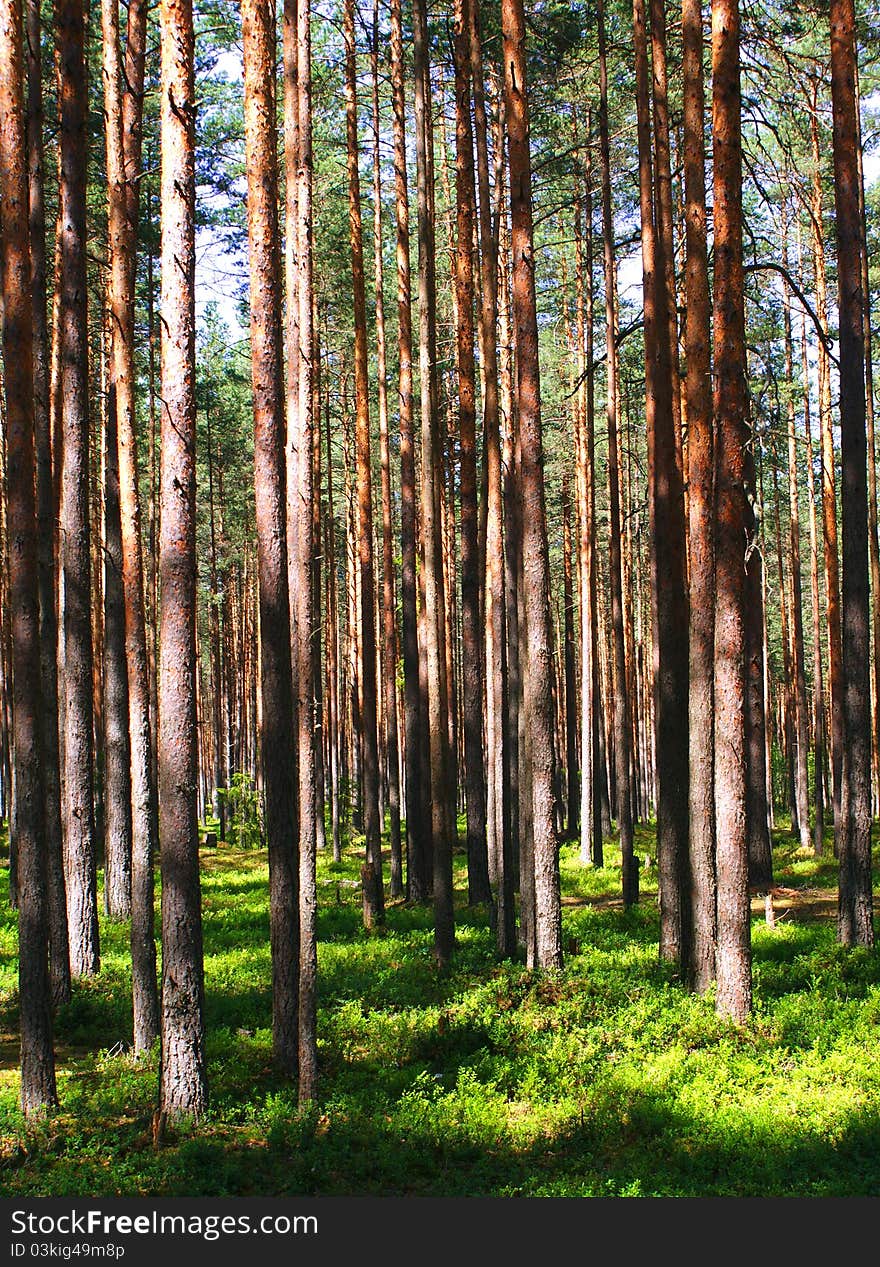 Pine wood, summer landscape, hot day. Pine wood, summer landscape, hot day