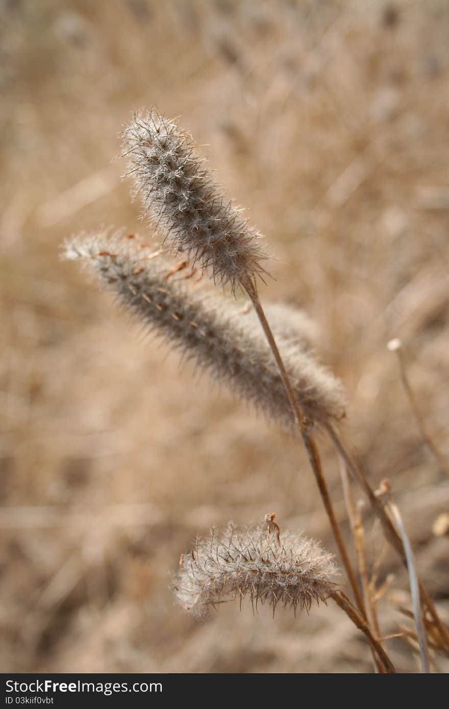 Dry grass