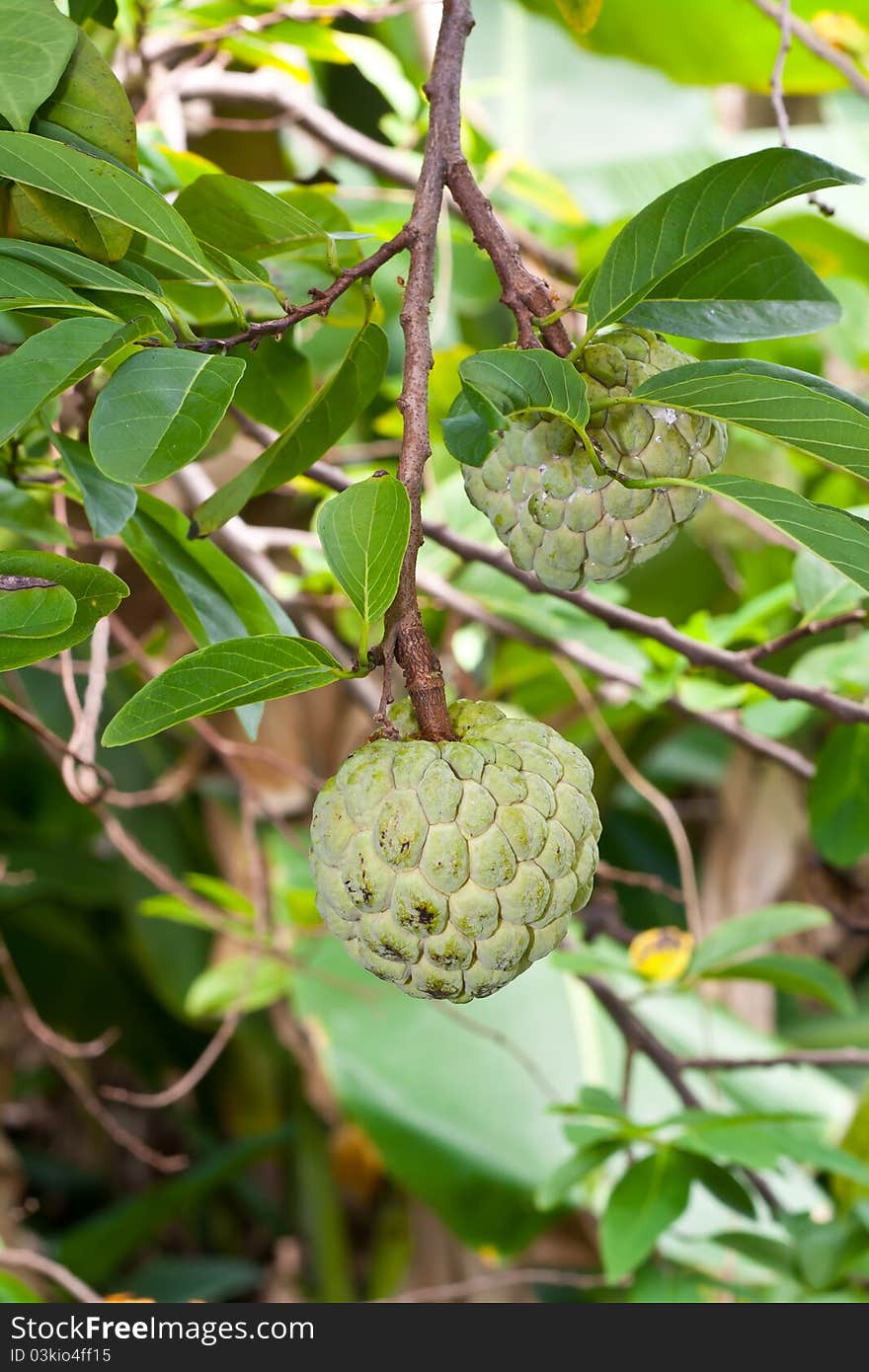 Custard apple on tree