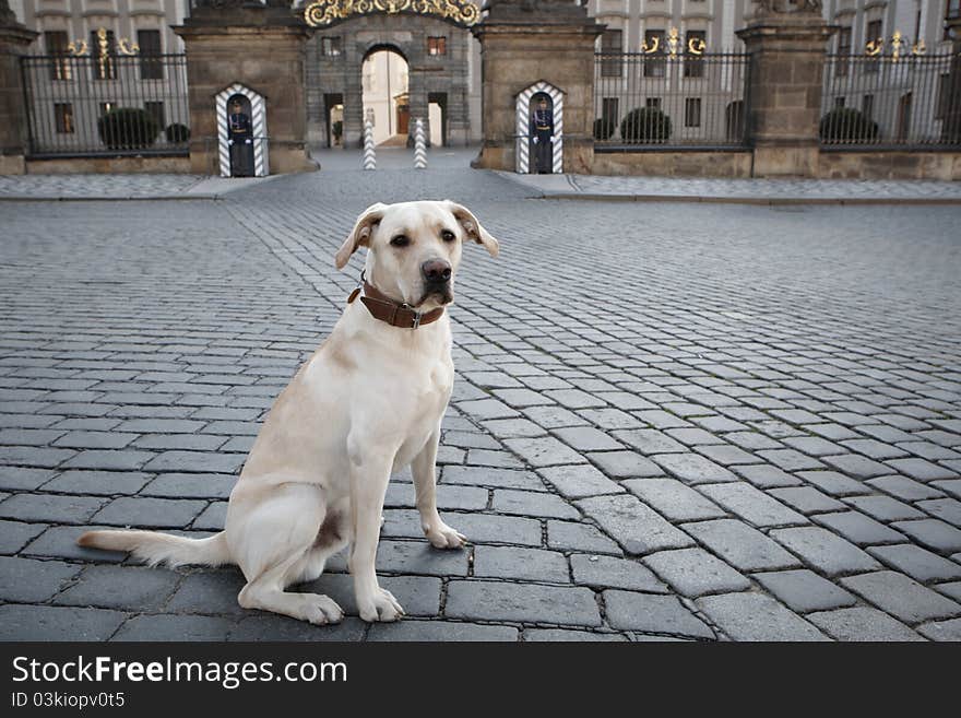 Dog in front of the castle