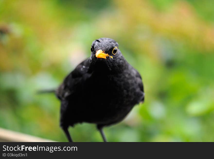 Portrait of a male Blackbird (Turdus merula). Portrait of a male Blackbird (Turdus merula)