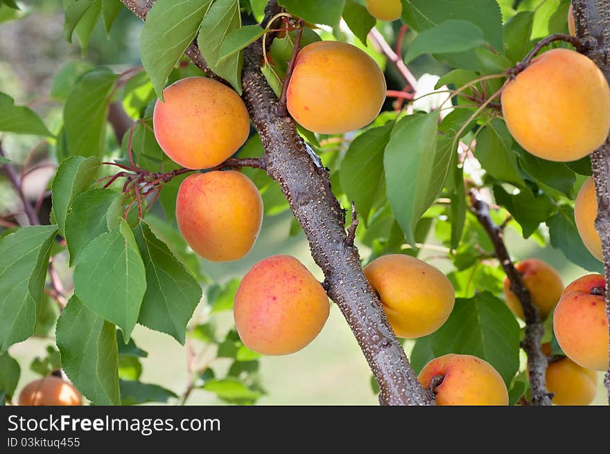 Ripe apricots on a green branch