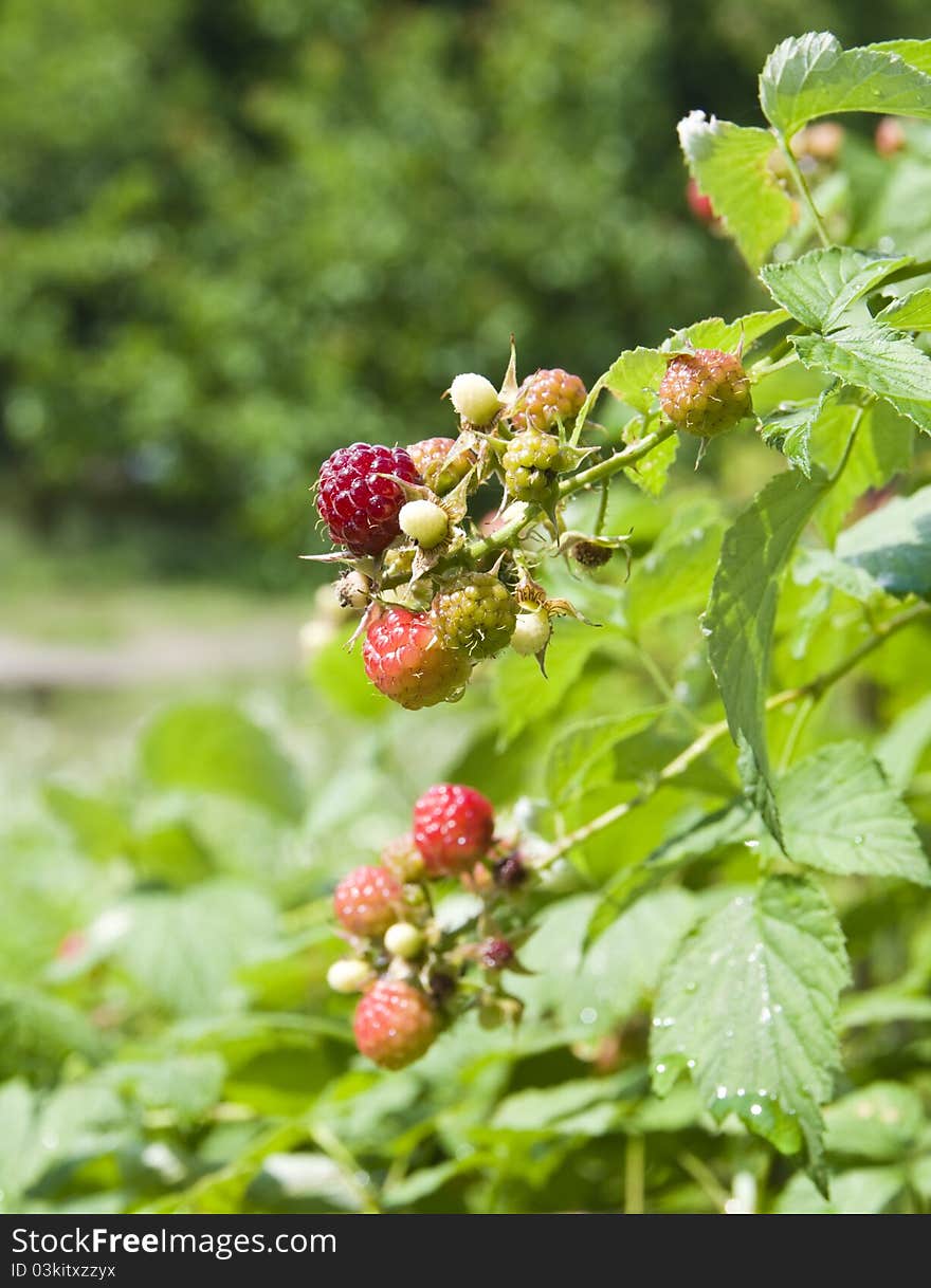 A Raspberry Growing On A Bush