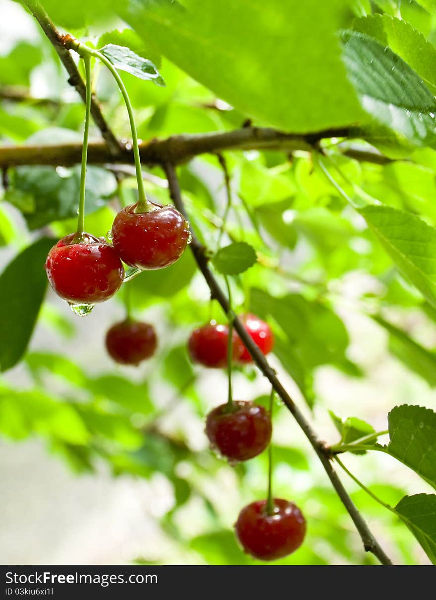 A red ripe cherry growing on a tree in summer after a rain. A red ripe cherry growing on a tree in summer after a rain