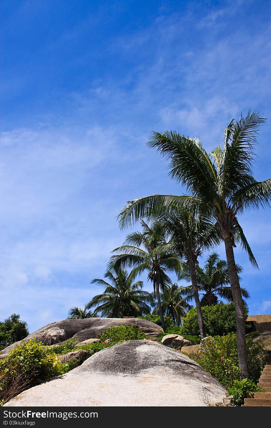 Coconut trees