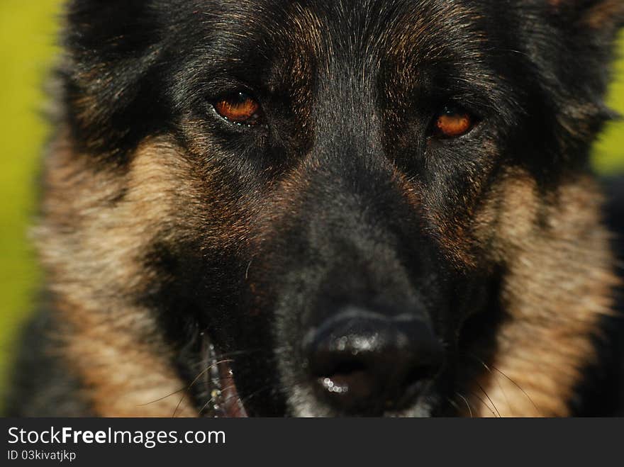 A close up of german shepherd eyes and face. A close up of german shepherd eyes and face