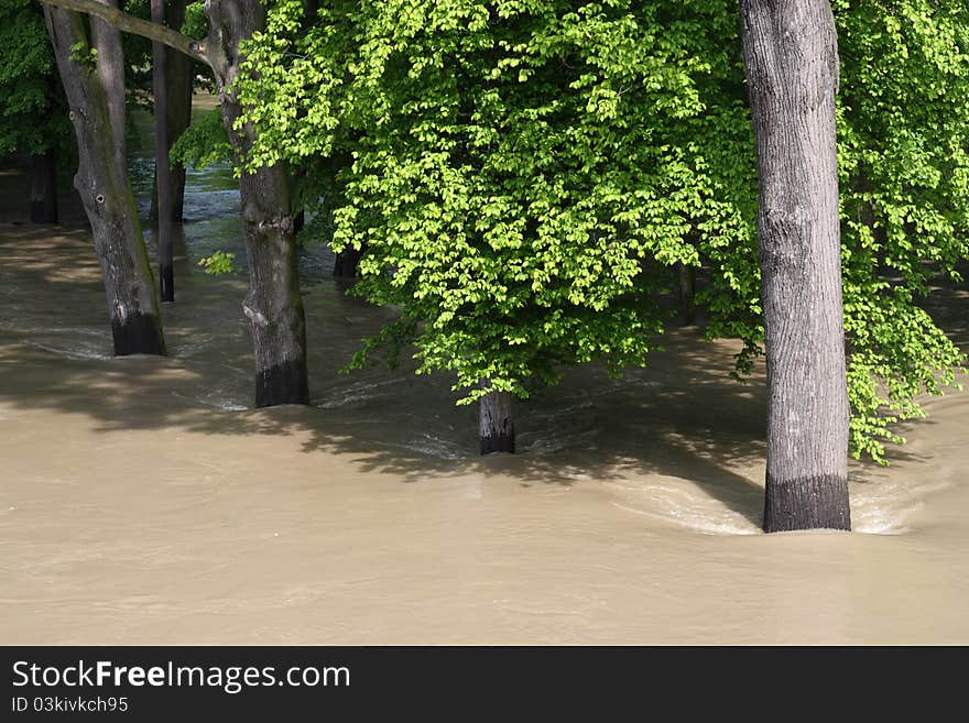 Flooded forest during the floods in Opole