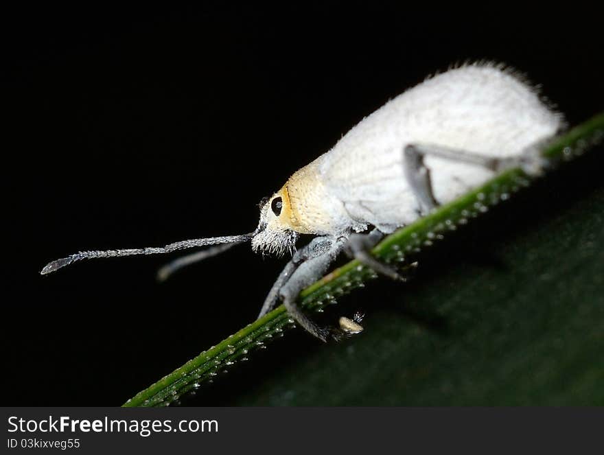 White Tiny Bug Macro