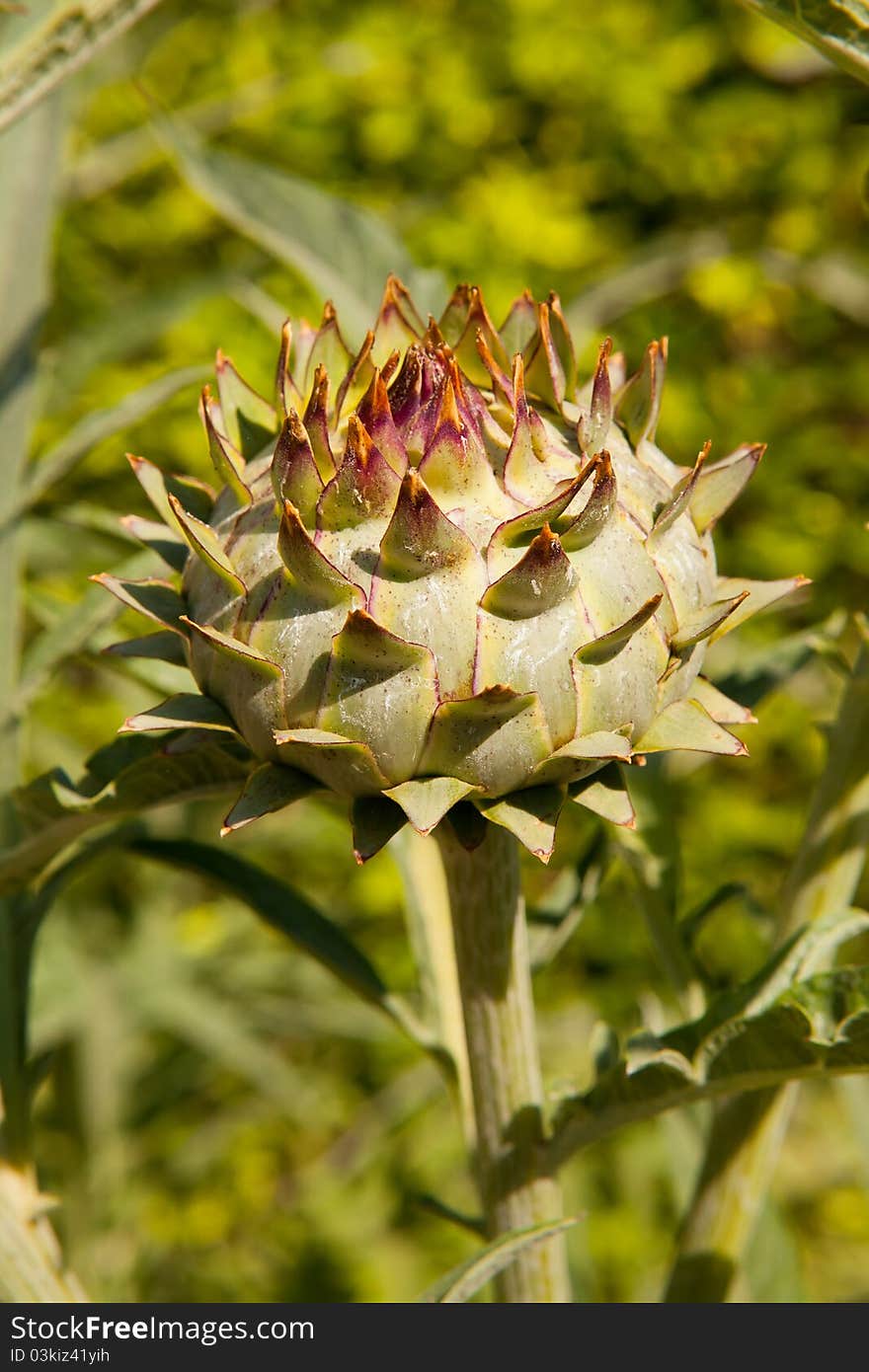 Close-up of a globe artichoke taken at the Royal Botanical Gardens in Cordoba