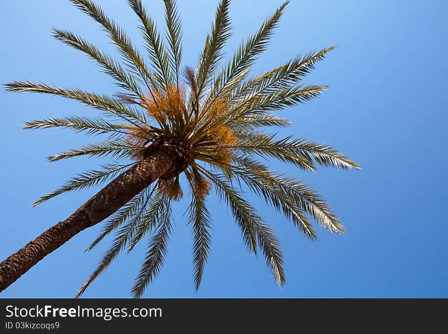 Close-up of the top of a palm tree in flower against a clear blue sky