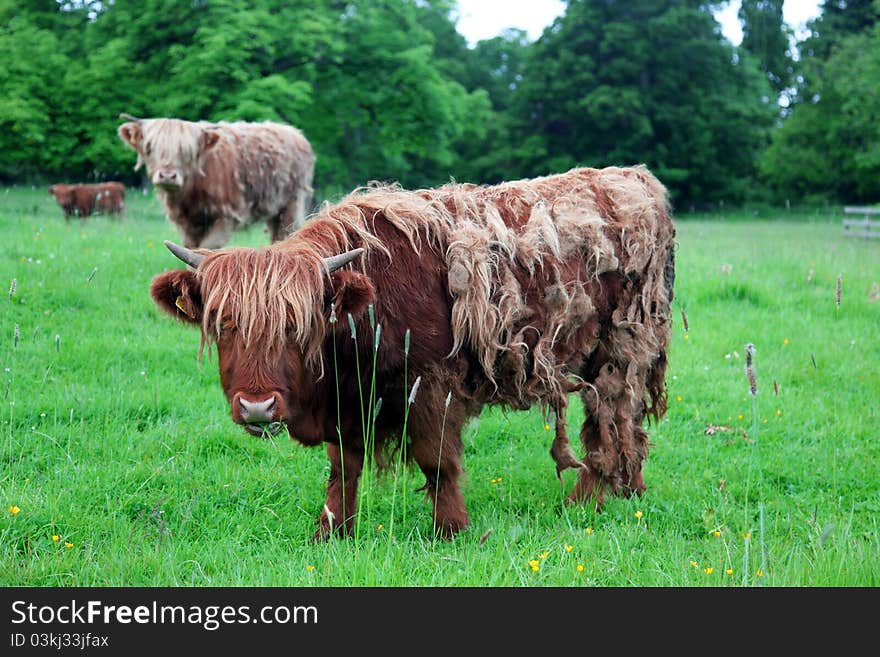 Scottish Highland Cow