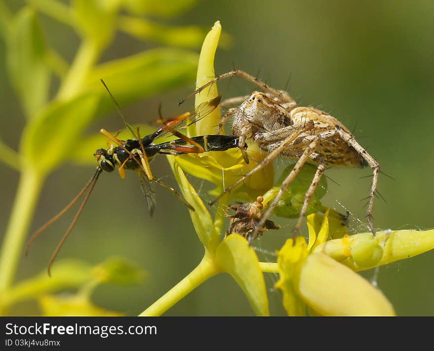 The bug sits on a flower