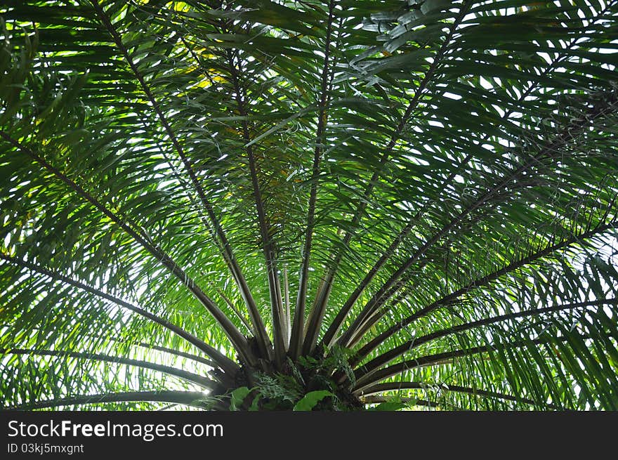 Full view of a palm view from the tropical. Full view of a palm view from the tropical.