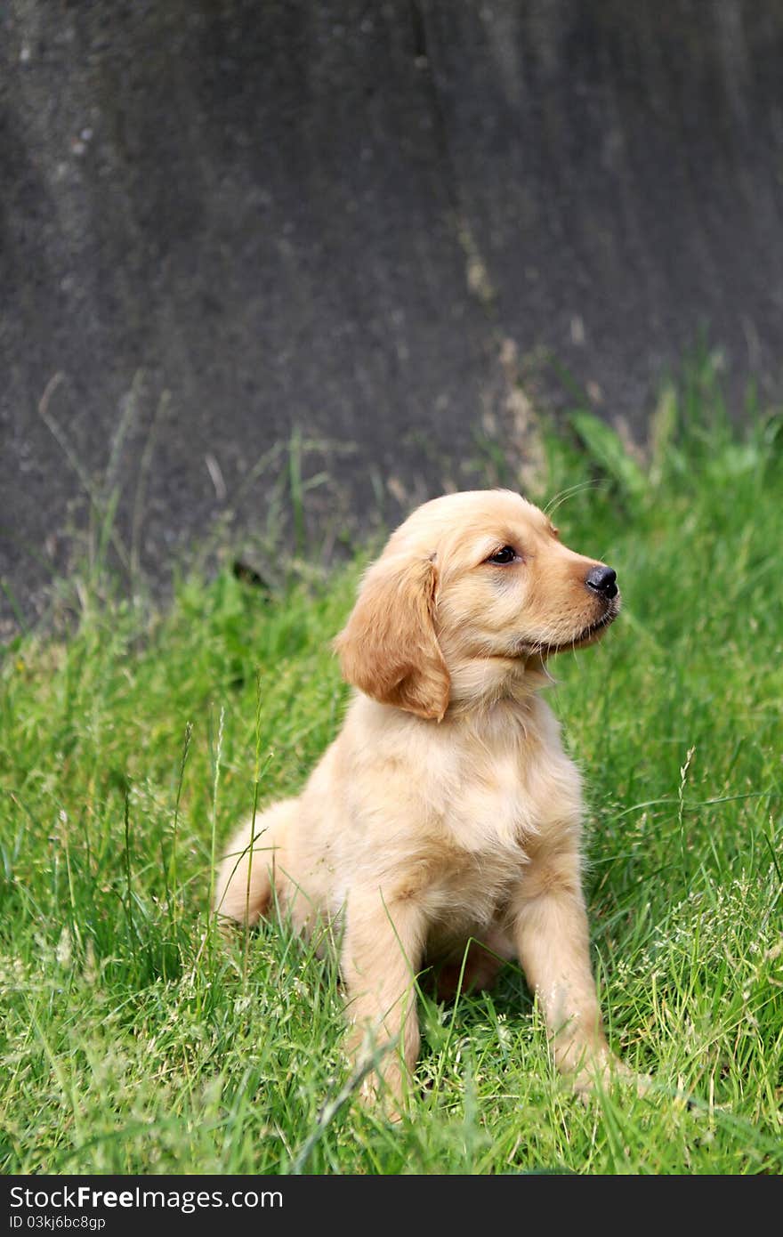 Golden Retriever Puppy