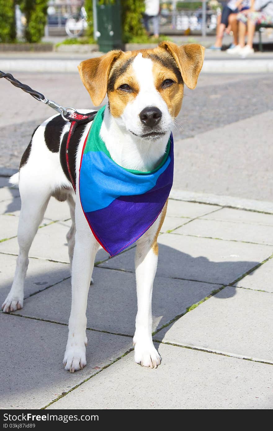 Pet dog with a rainbow-colored cloth