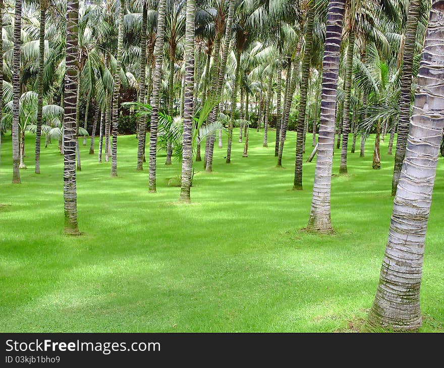 Many palms and green grass. Many palms and green grass