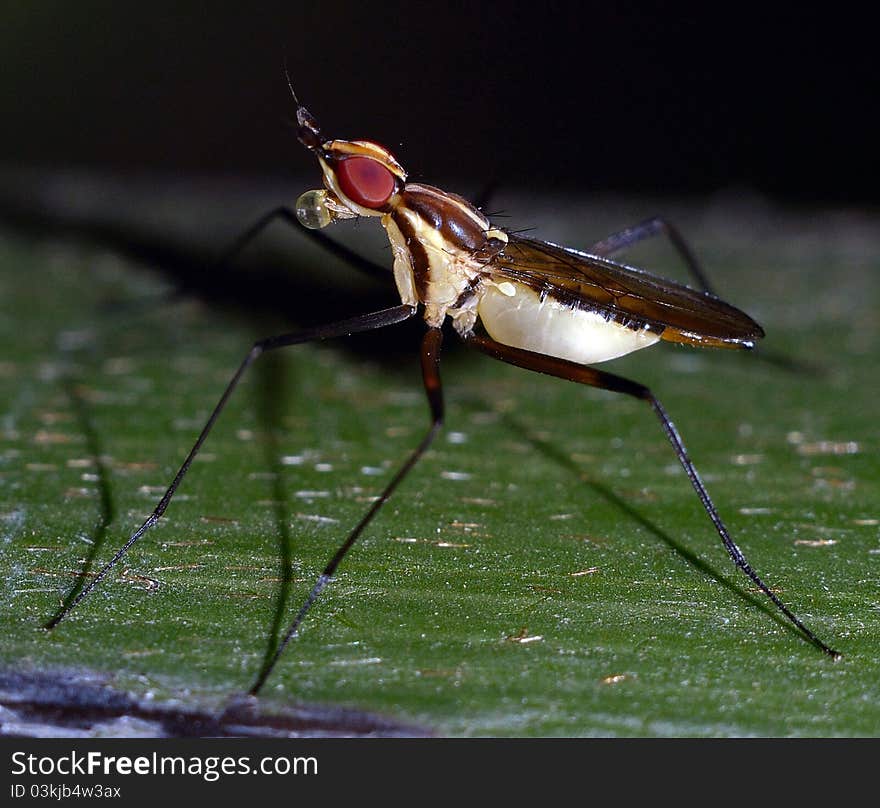 Macro insects bubble