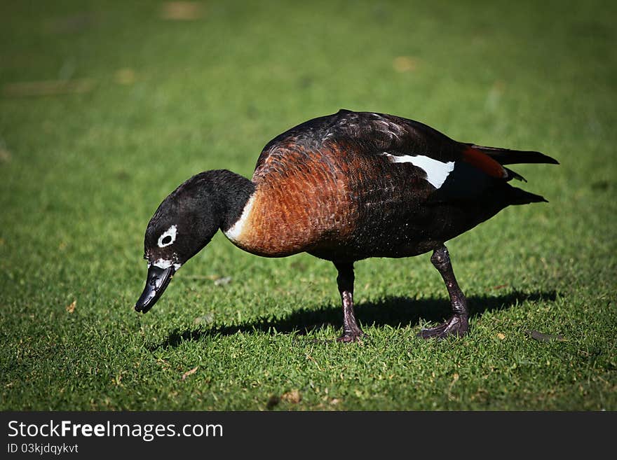 The duck is walking in the park