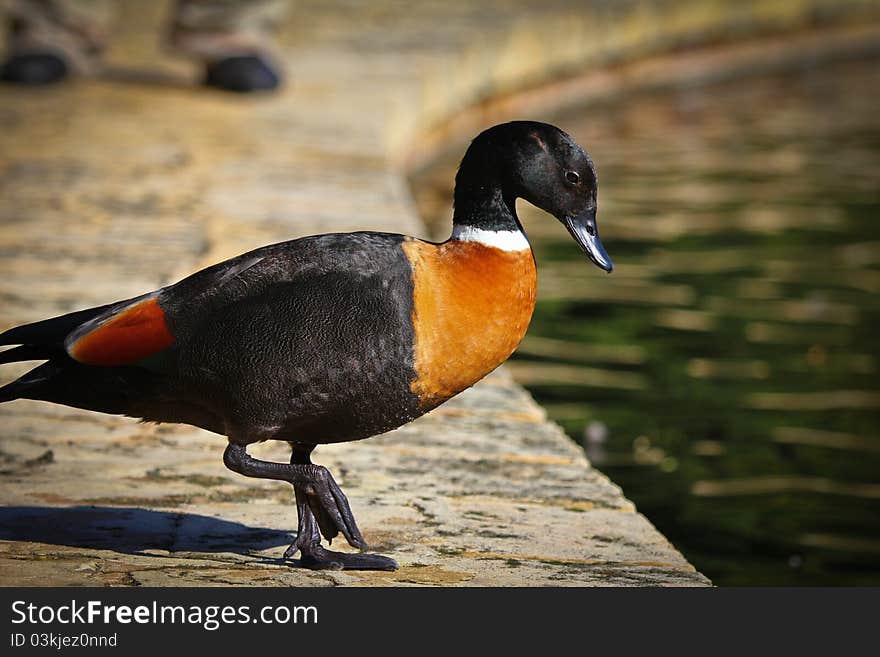 The duck is walking in the park