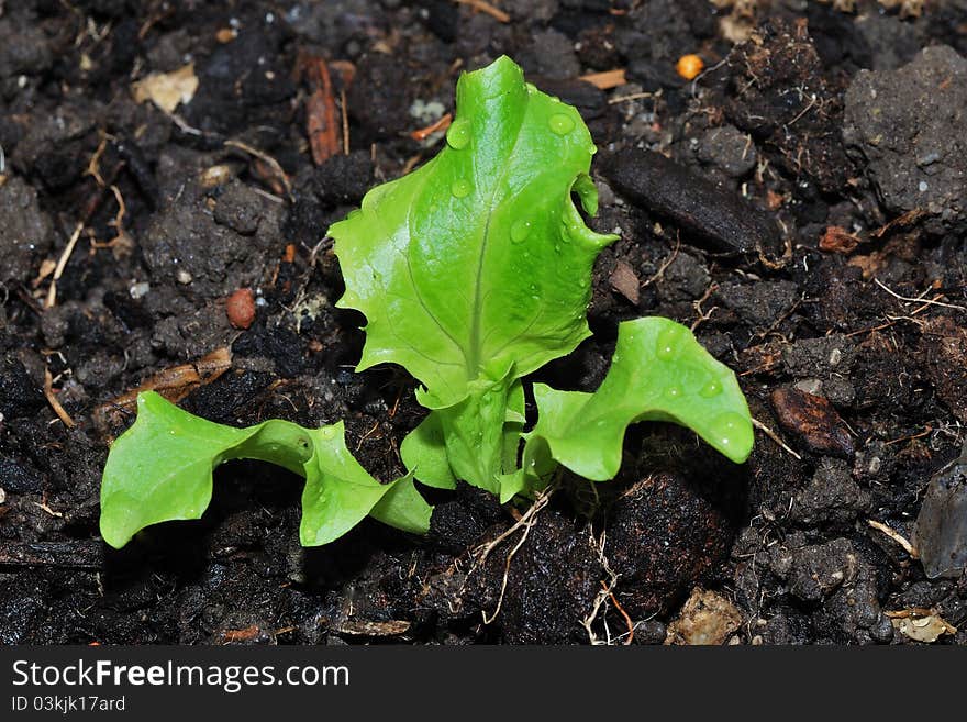 Fresh Green Salad Vitamin