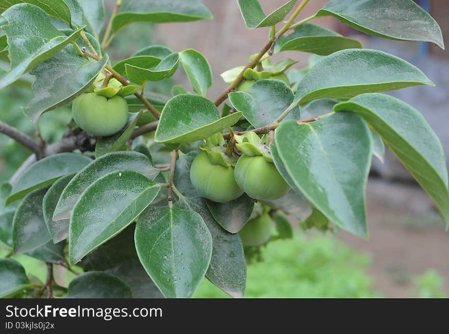 Several young persimmons on a tree. Several young persimmons on a tree