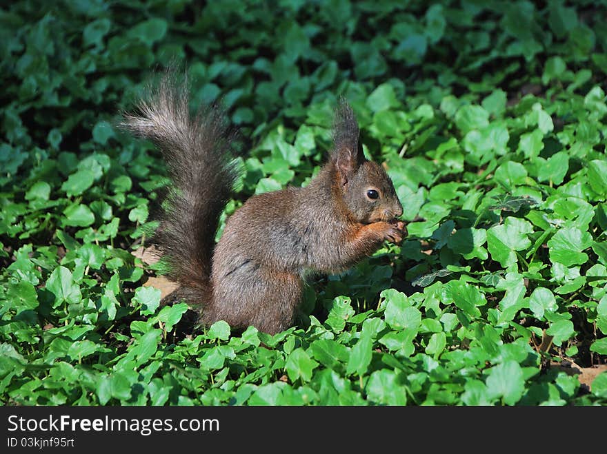 Squirrel eats a nut