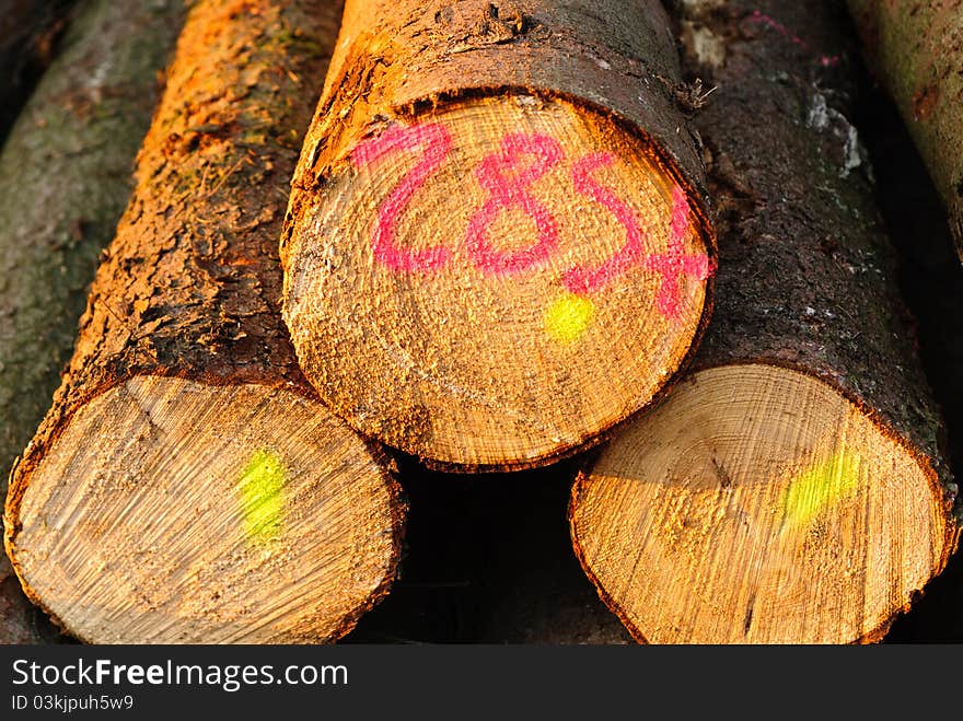 Felled Trees