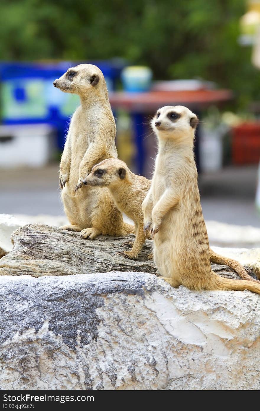 Meerkat wildlife stand with legs back