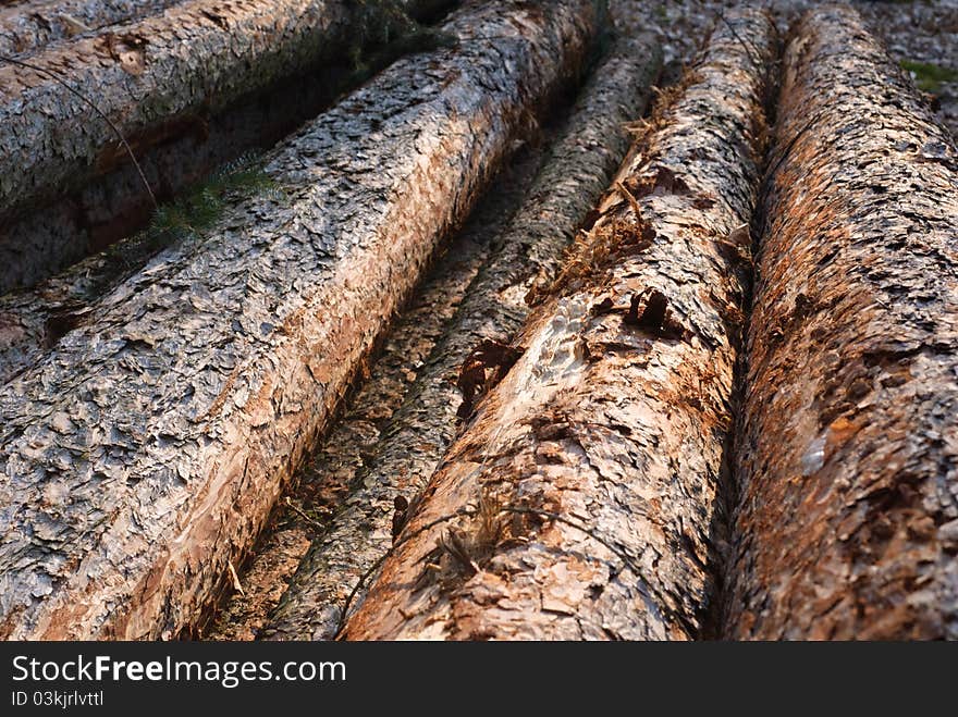 Felled Trees