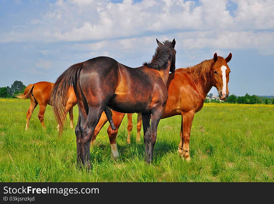 Horses On A Summer Pasture