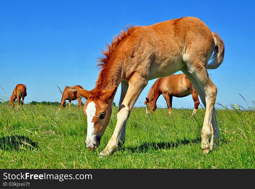 A foal with a mare on a summer pasture in a rural landscape. A foal with a mare on a summer pasture in a rural landscape.