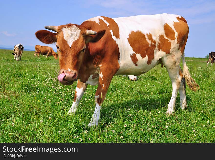 The calf  on a summer pasture