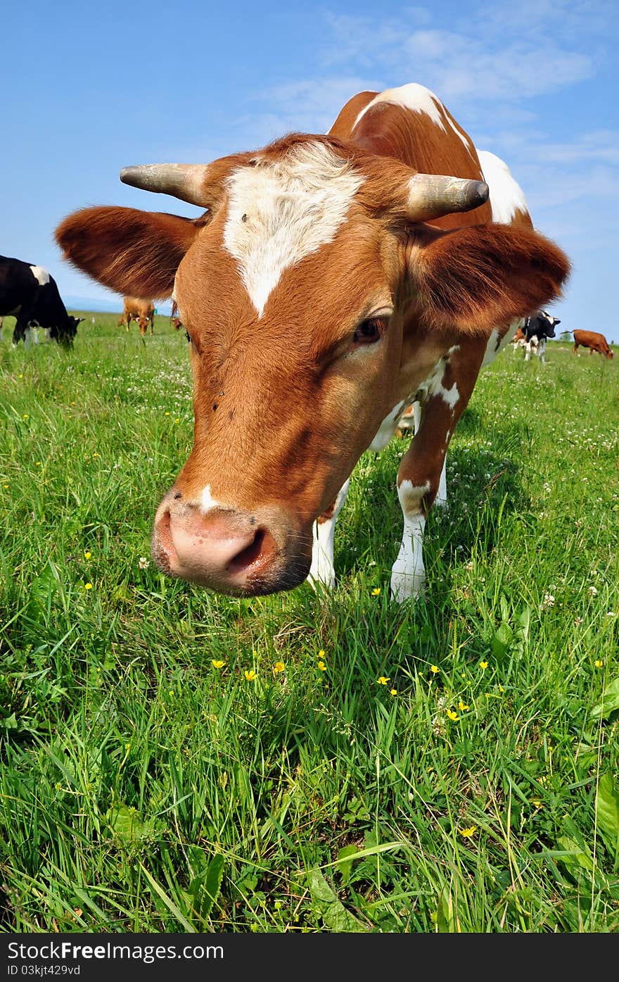 Cow on a summer pasture