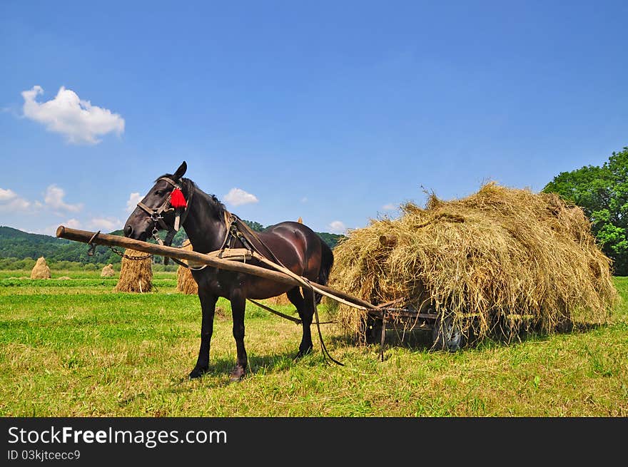 Hay preparation in a rural landscape with a horse.